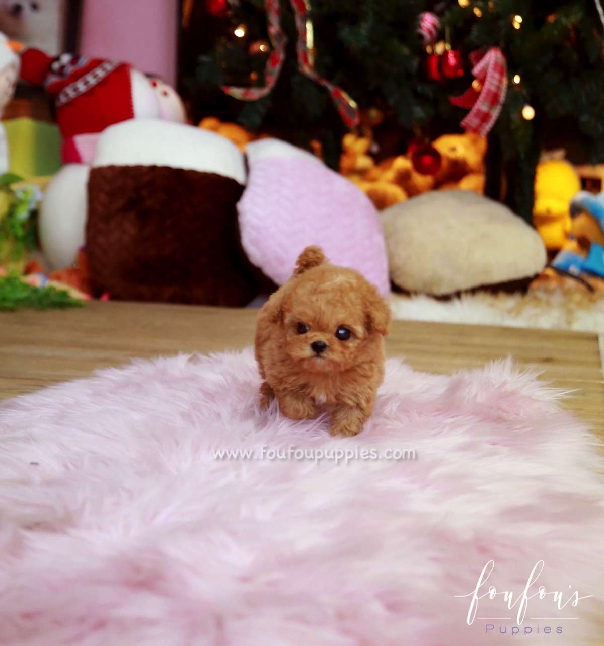 Valentina - Poodle F.