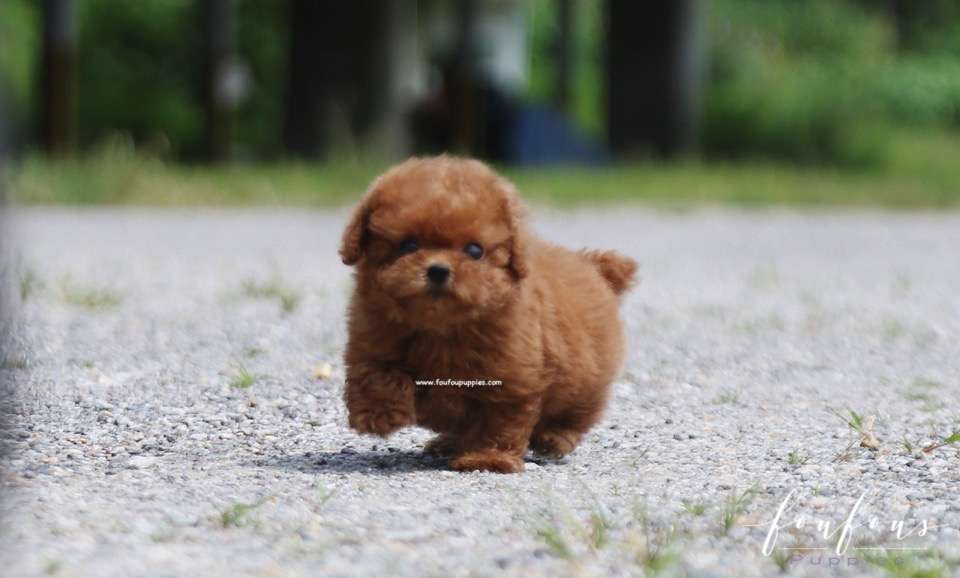 Louie - Poodle M.