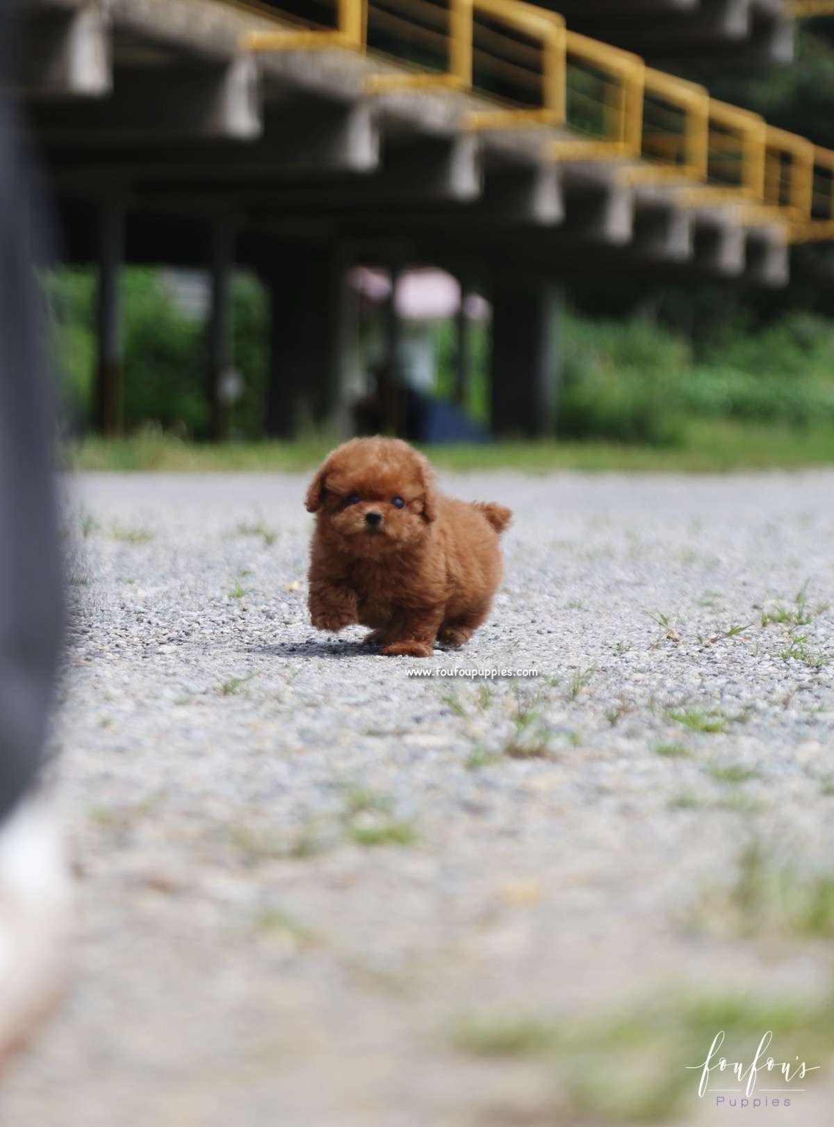 Louie - Poodle M.