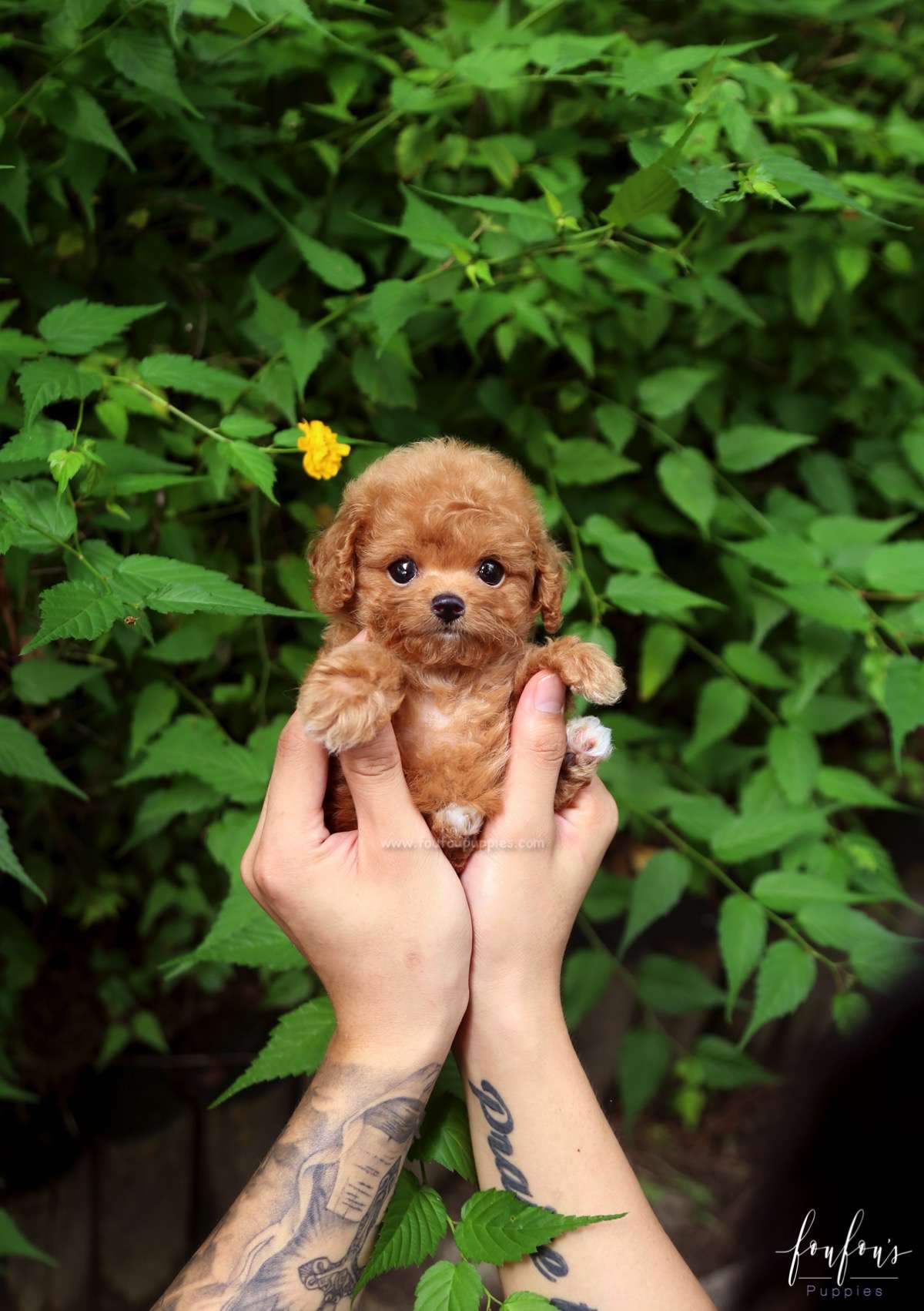 Rari - Poodle M.