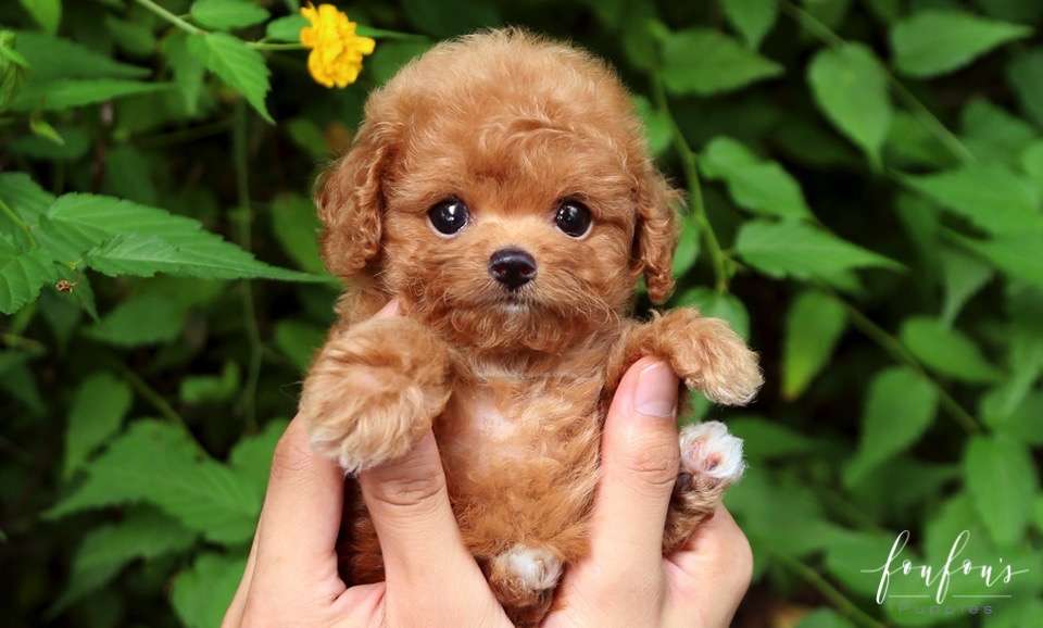 Rari - Poodle M.