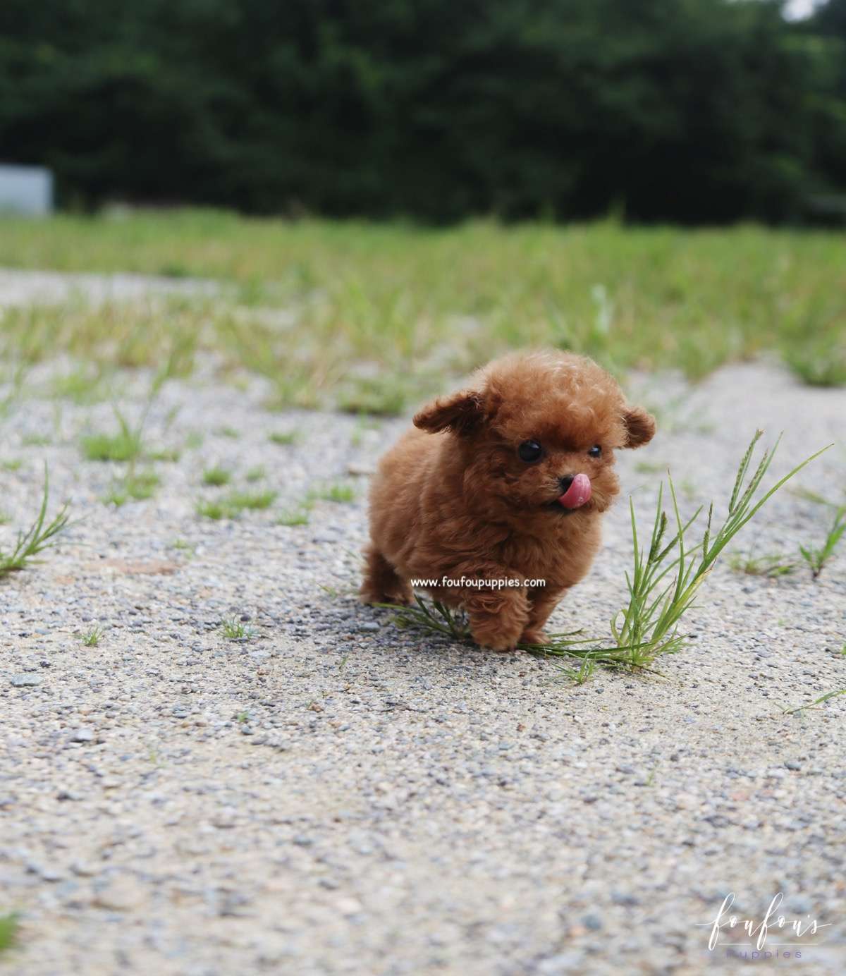Louie - Poodle M.