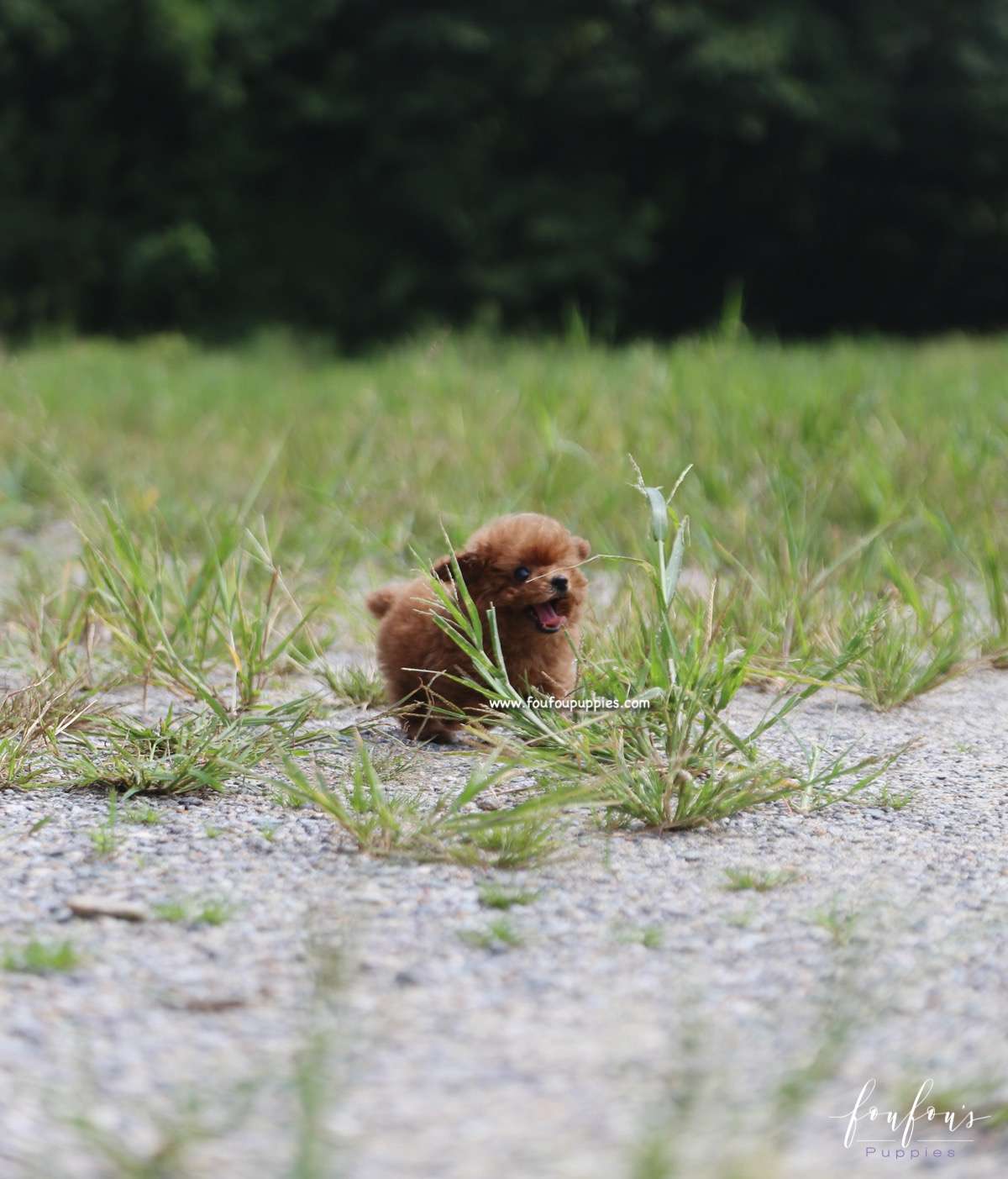 Louie - Poodle M.