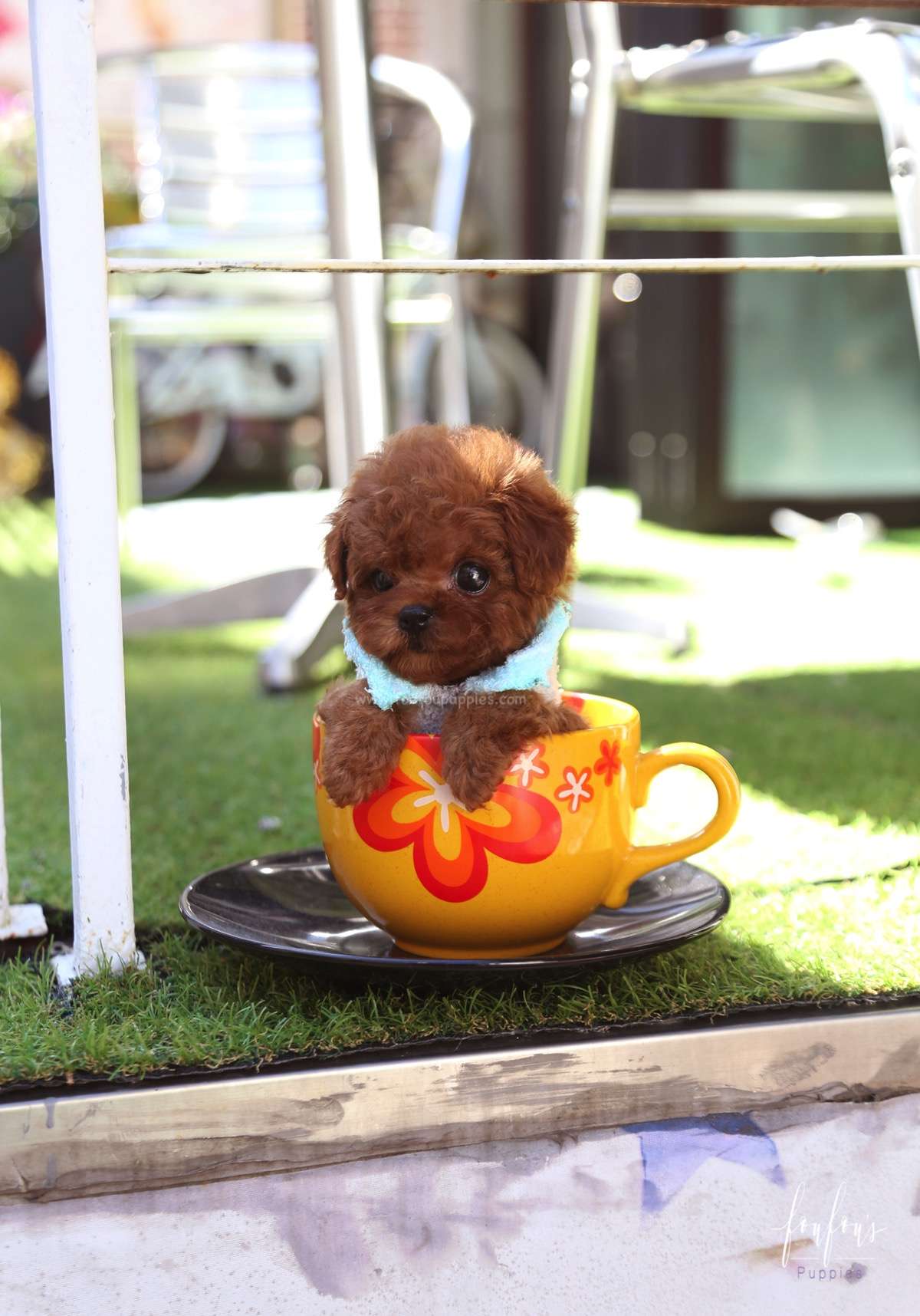 Boo - Poodle M.