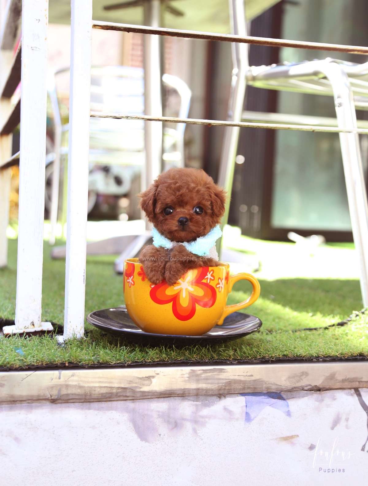 Boo - Poodle M.