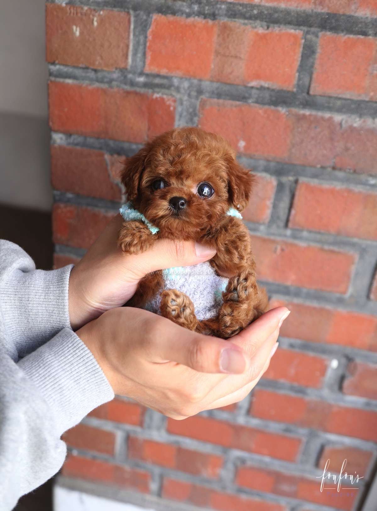 Boo - Poodle M.