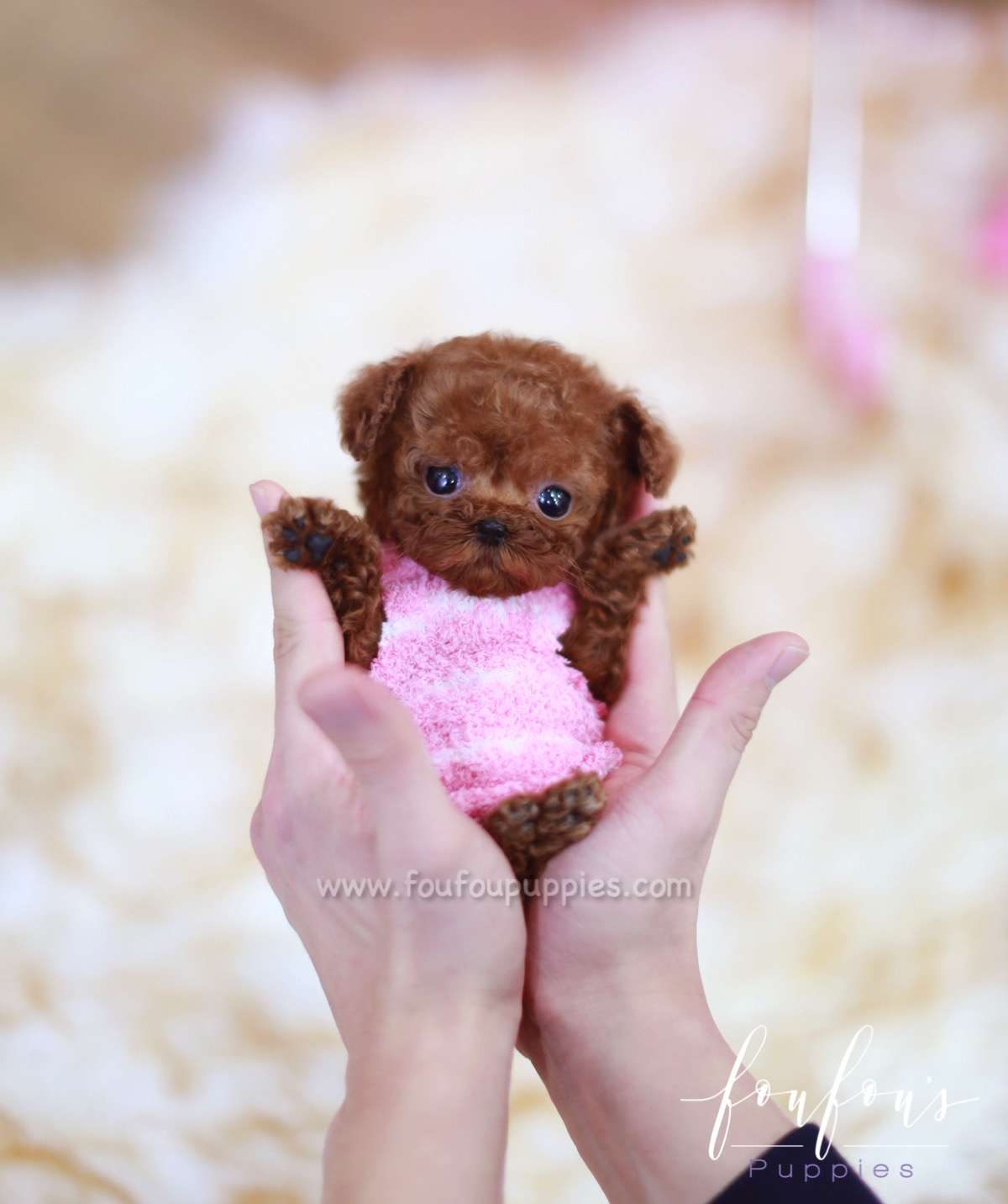 Giorgio - Poodle M.