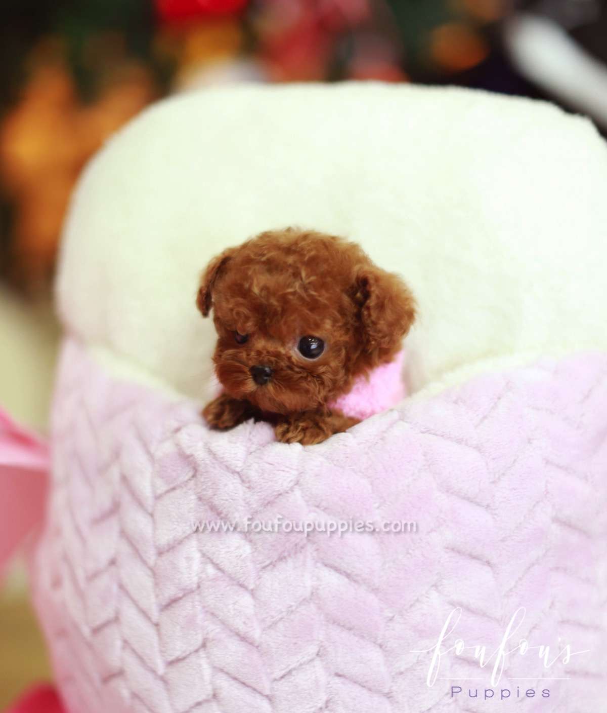 Giorgio - Poodle M.