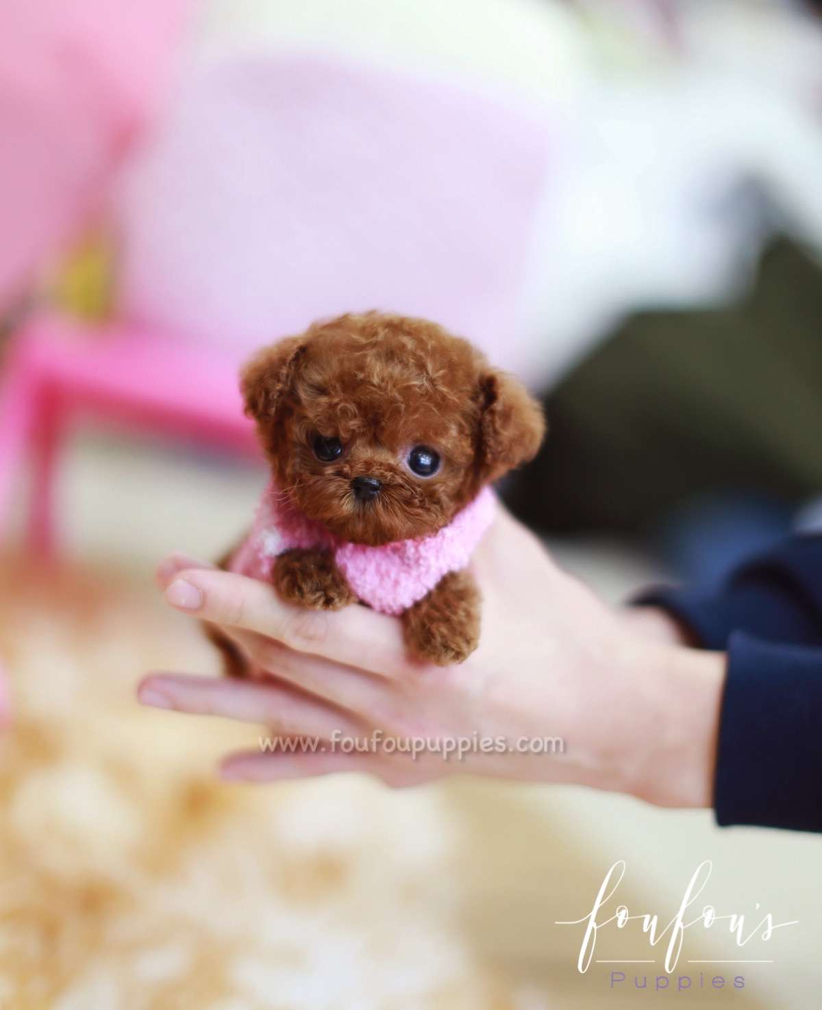 Giorgio - Poodle M.
