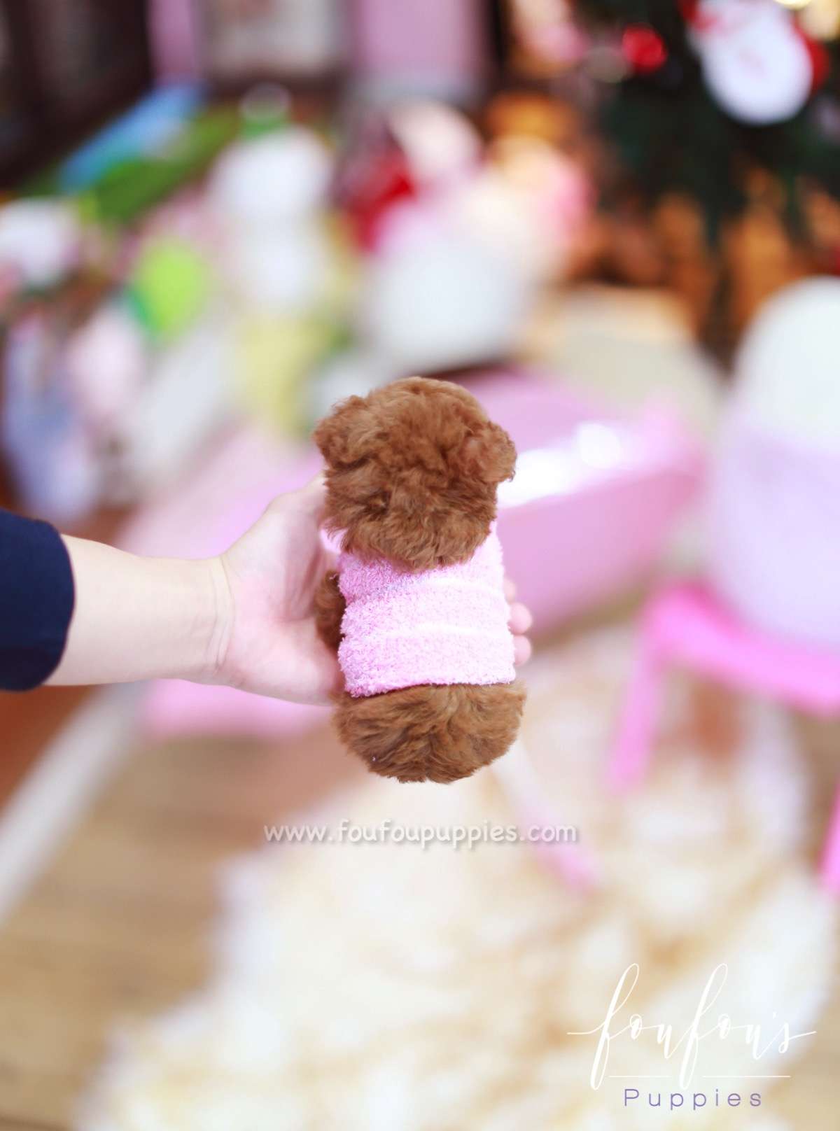 Giorgio - Poodle M.
