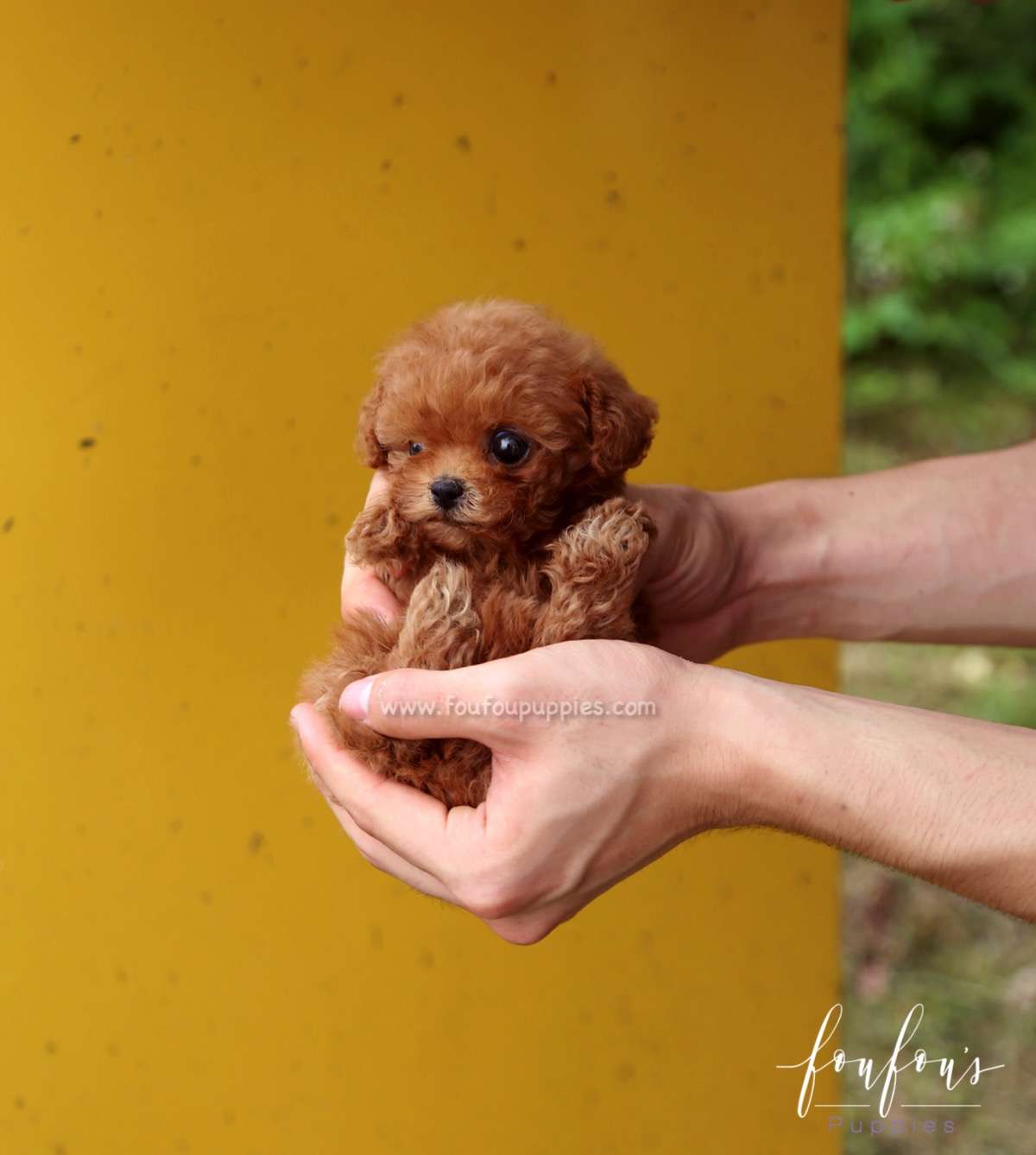 Faline - Poodle F.