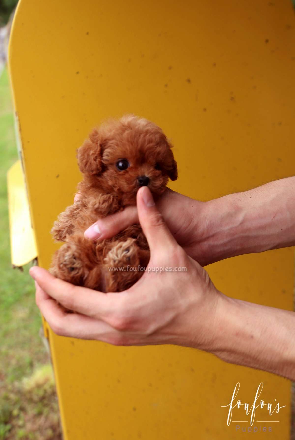 Faline - Poodle F.