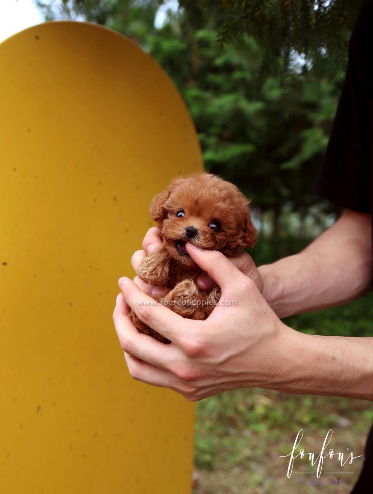 Faline - Poodle F.