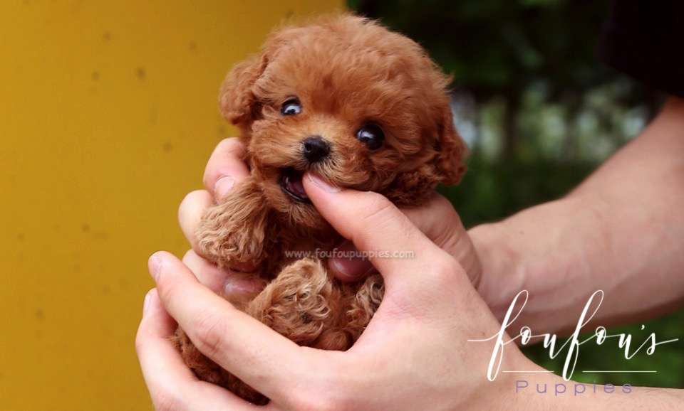 Faline - Poodle F.