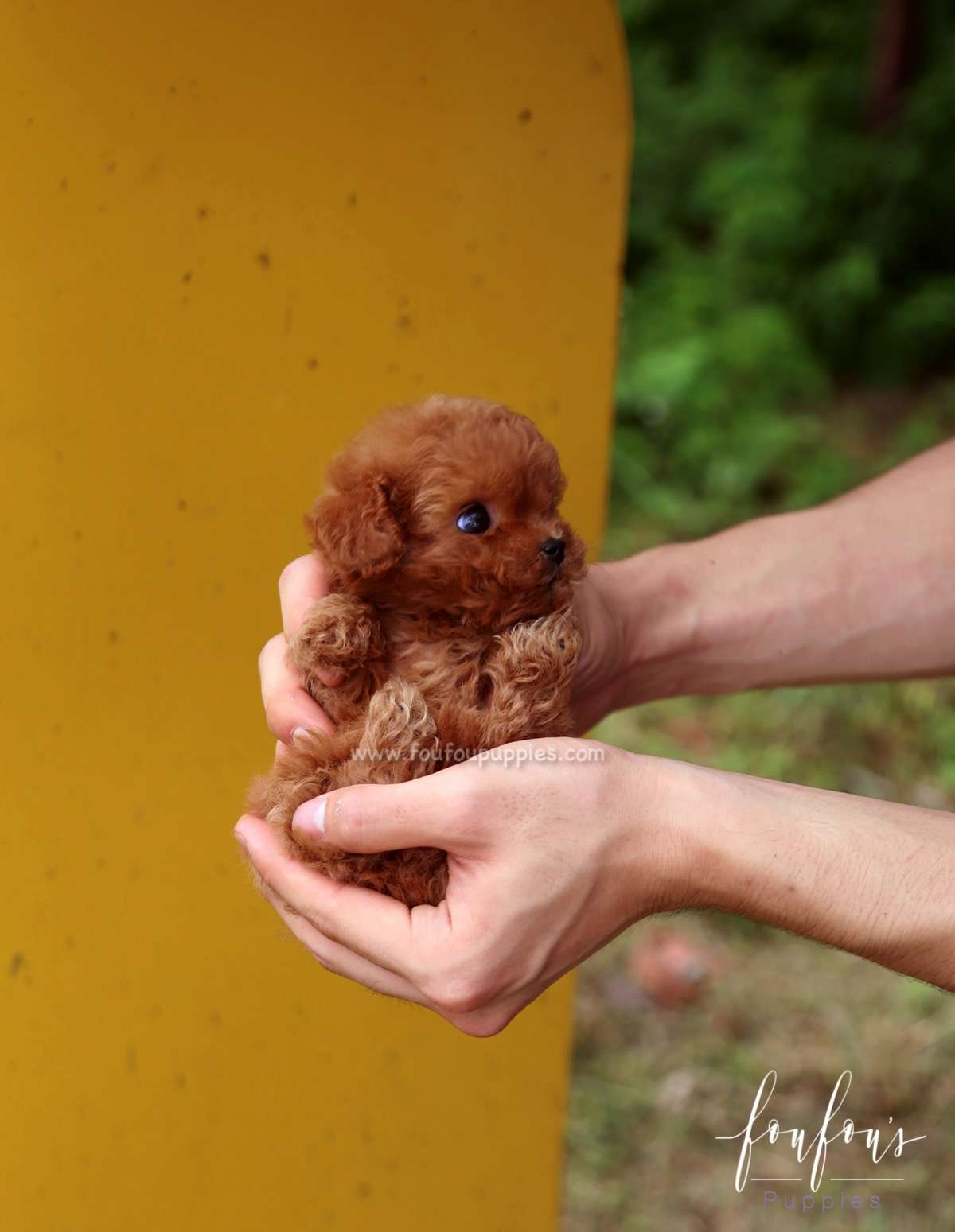 Faline - Poodle F.