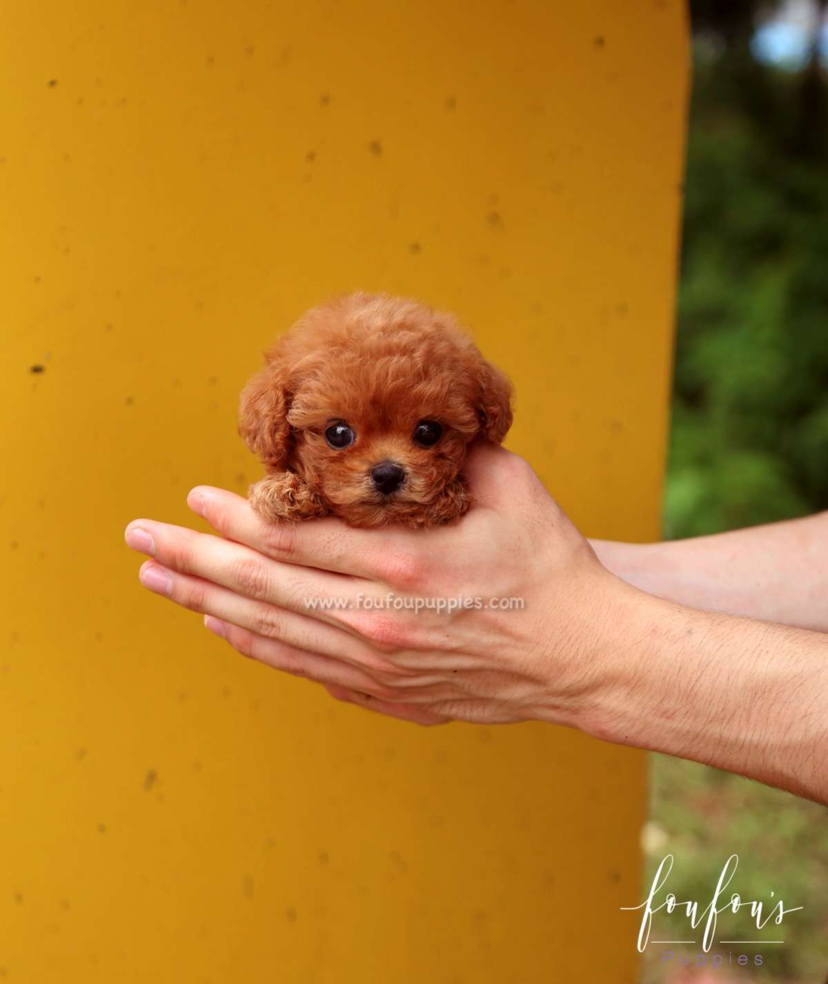 Faline - Poodle F.
