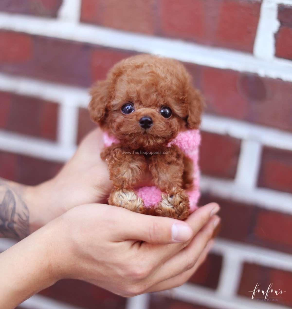 Bali - Poodle M.