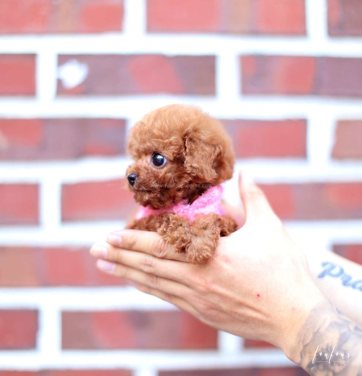 Bali - Poodle M.