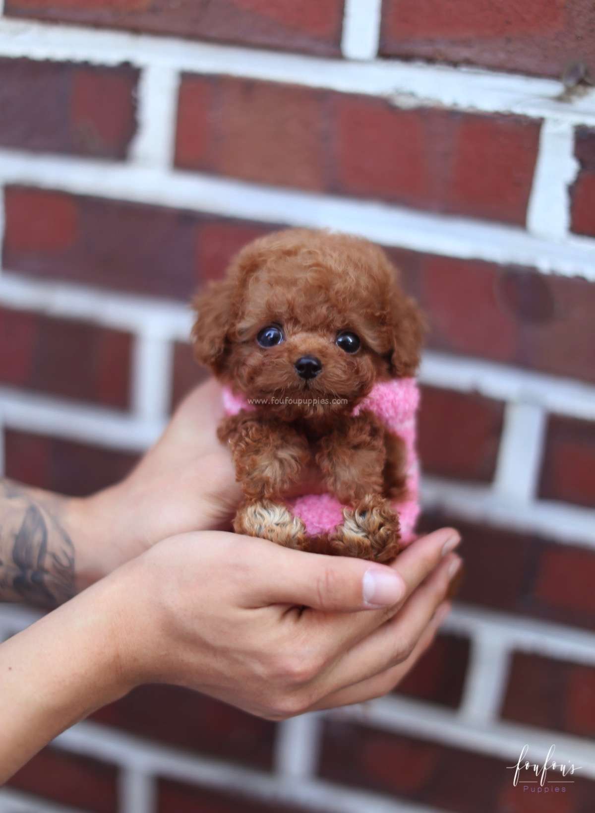 Bali - Poodle M.