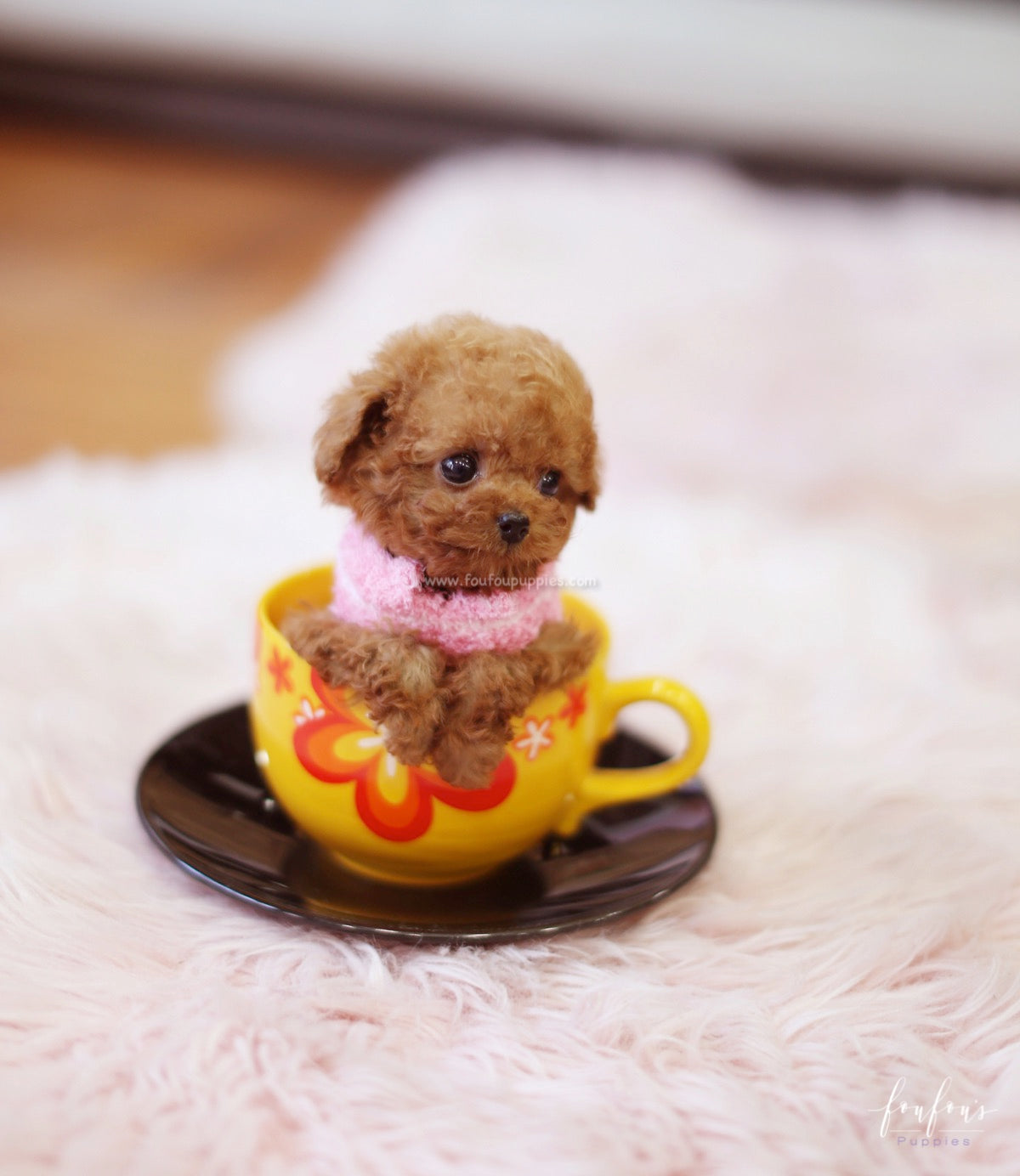 Bali - Poodle M.