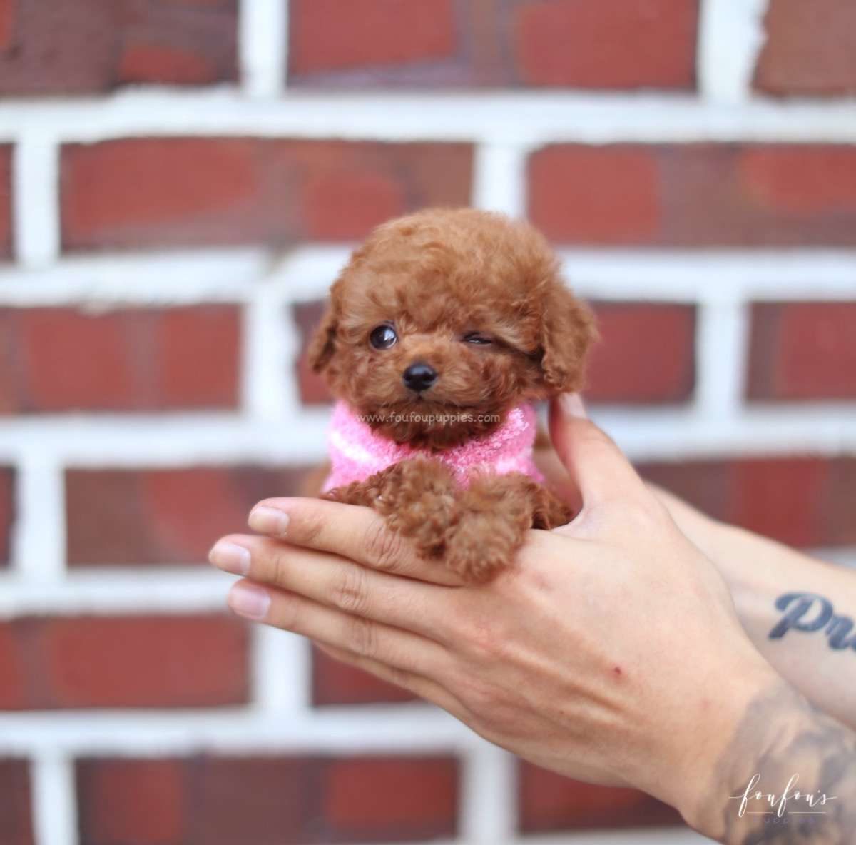 Bali - Poodle M.