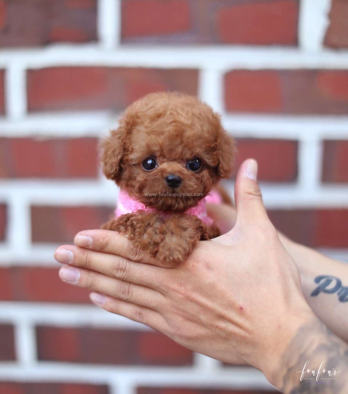 Bali - Poodle M.