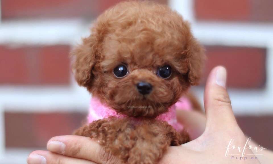 Bali - Poodle M.