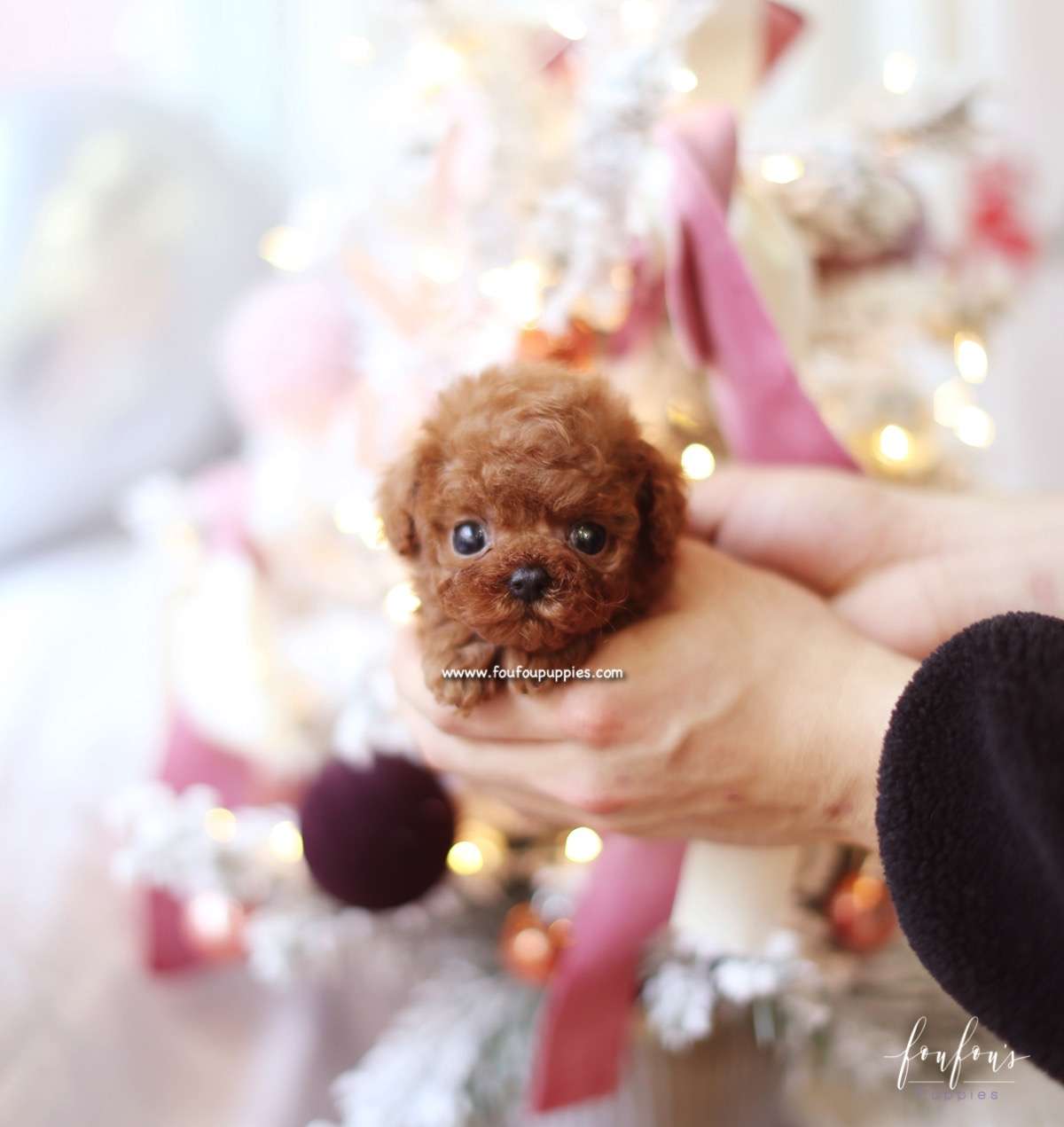 Finn - Poodle M.