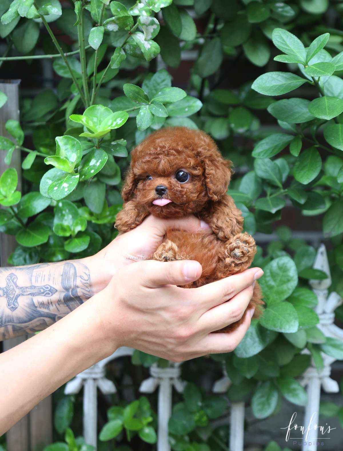 Cherry - Poodle F.