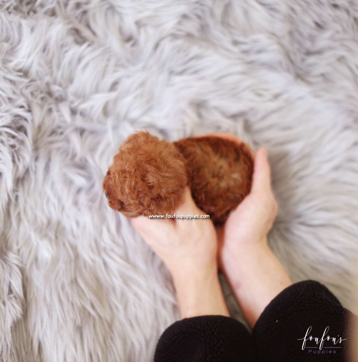 Finn - Poodle M.