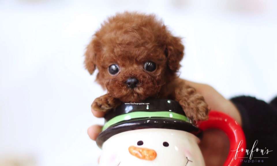 Finn - Poodle M.
