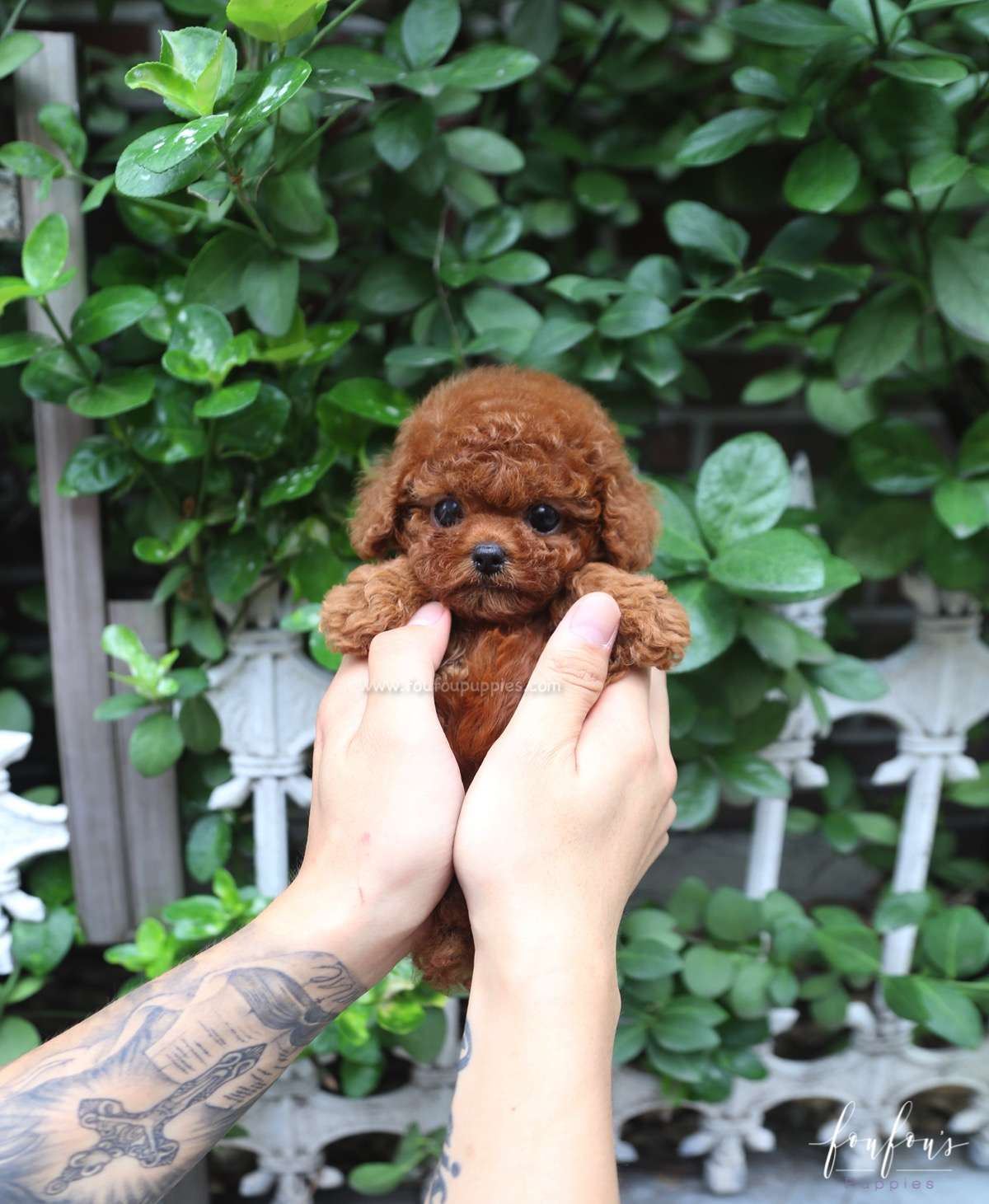 Cherry - Poodle F.