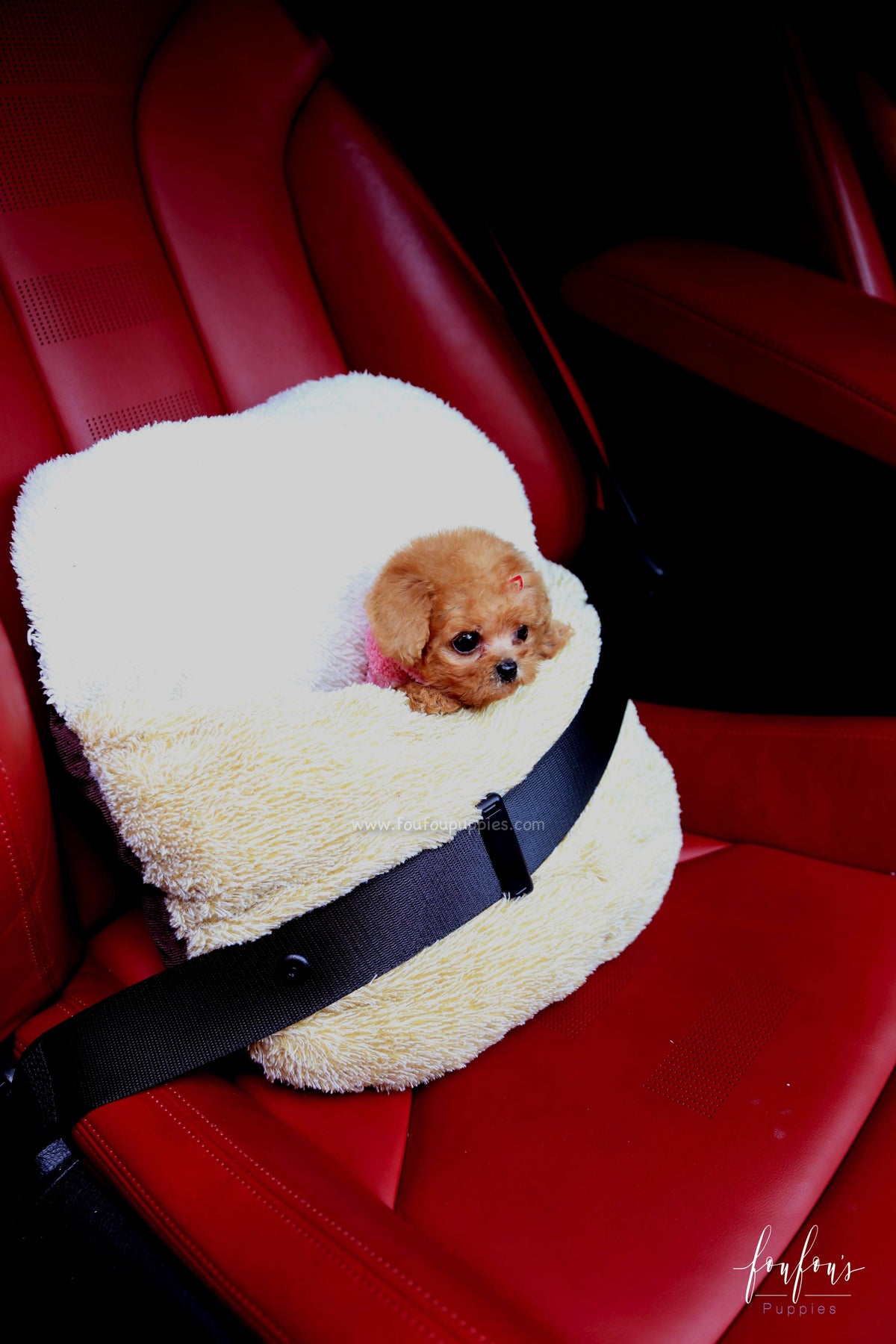 Love - Poodle F.