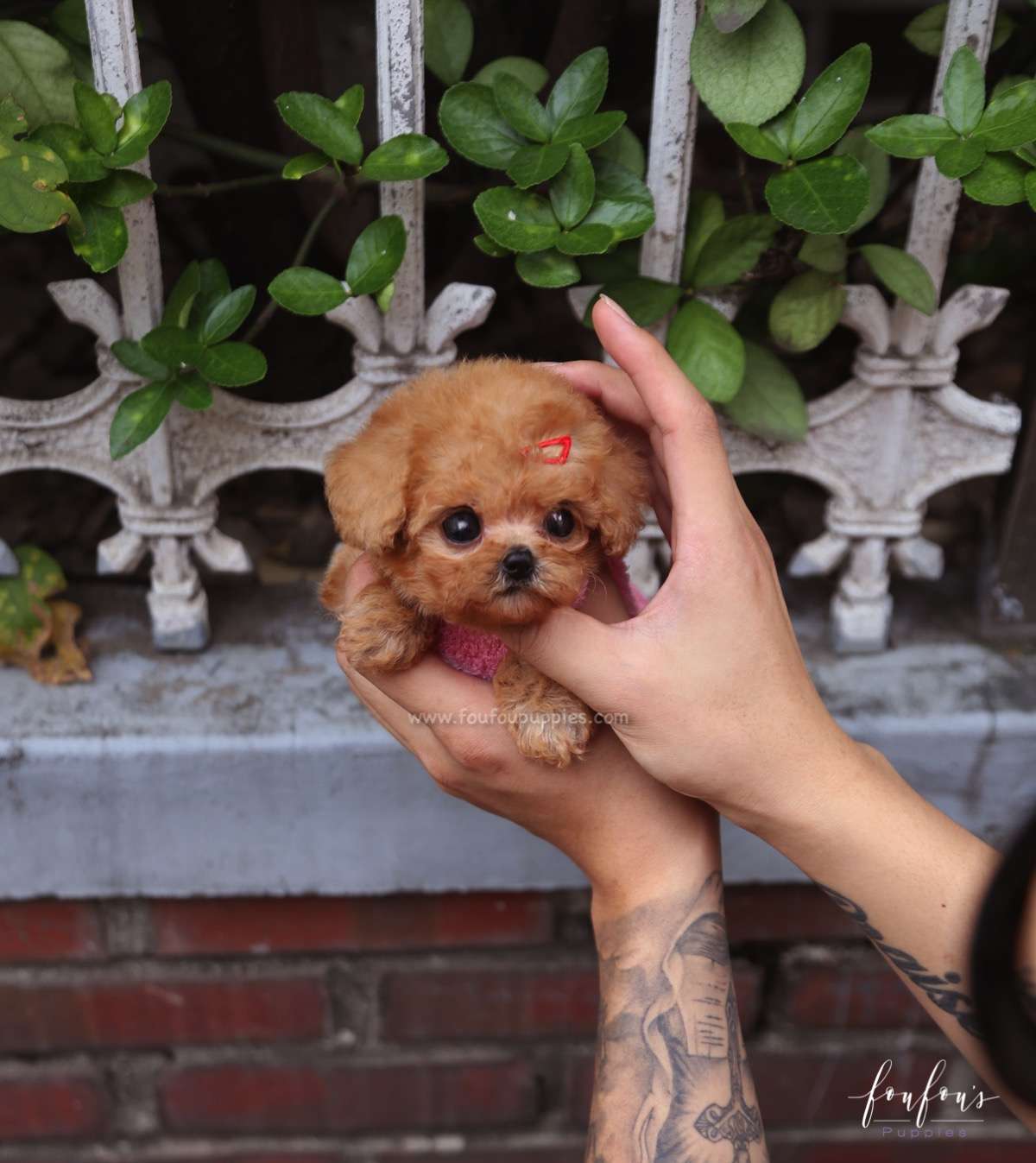 Love - Poodle F.