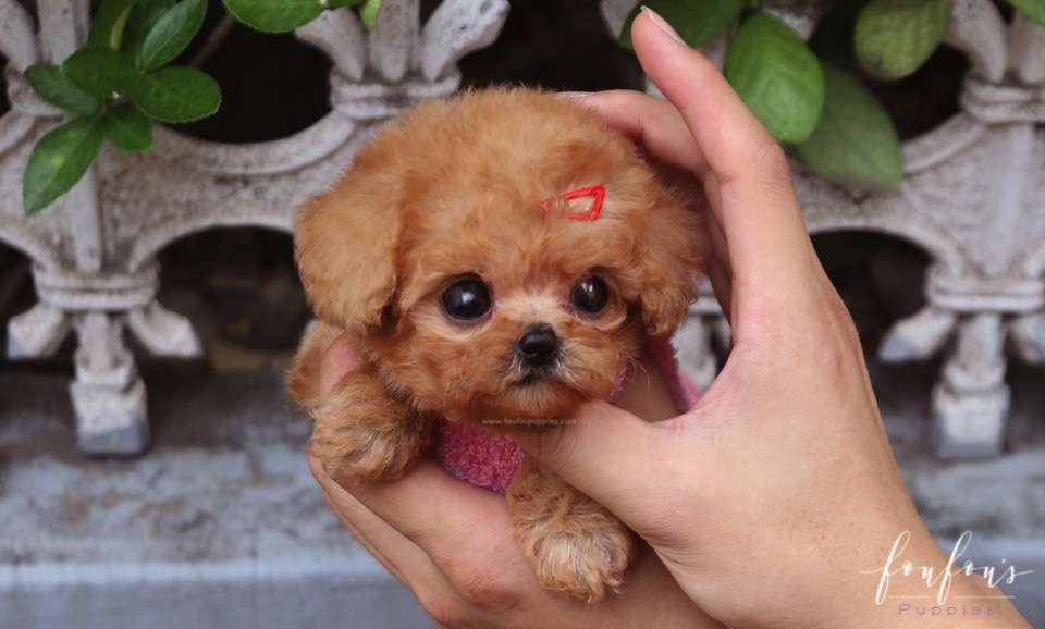 Love - Poodle F.