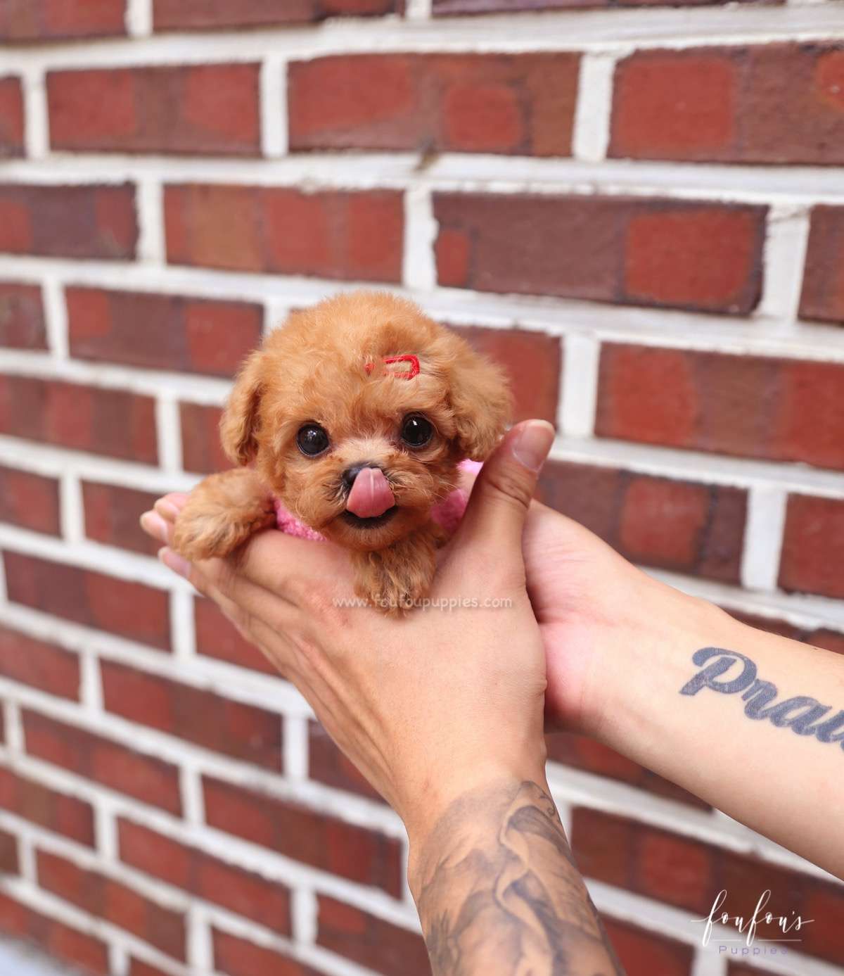 Love - Poodle F.
