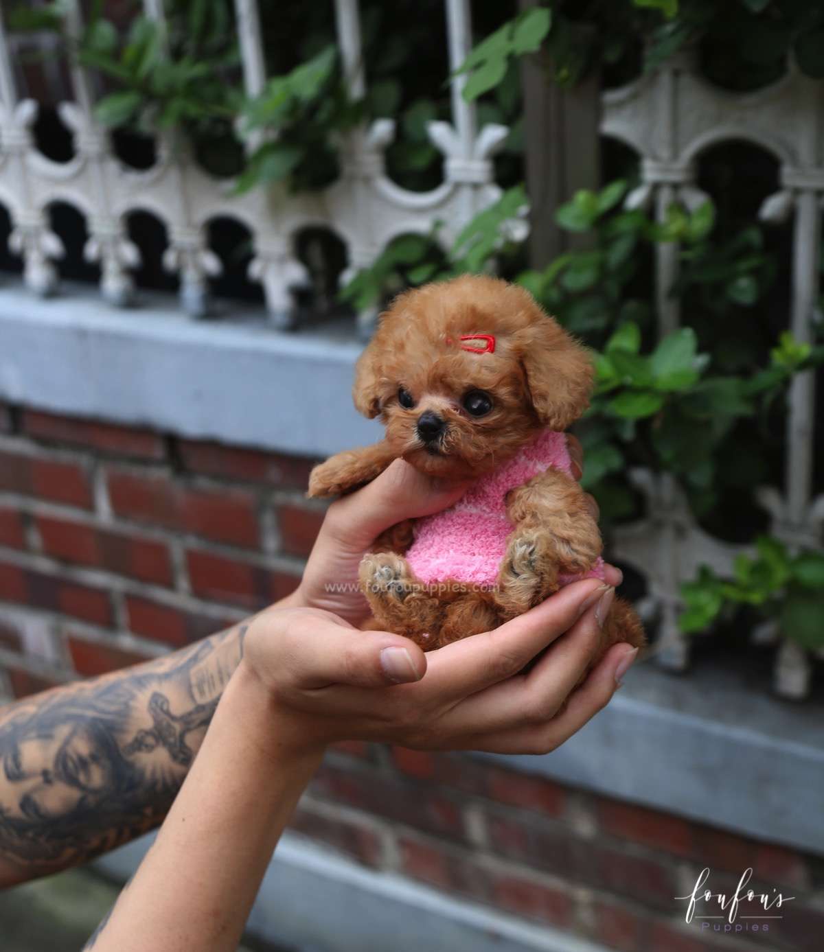 Love - Poodle F.