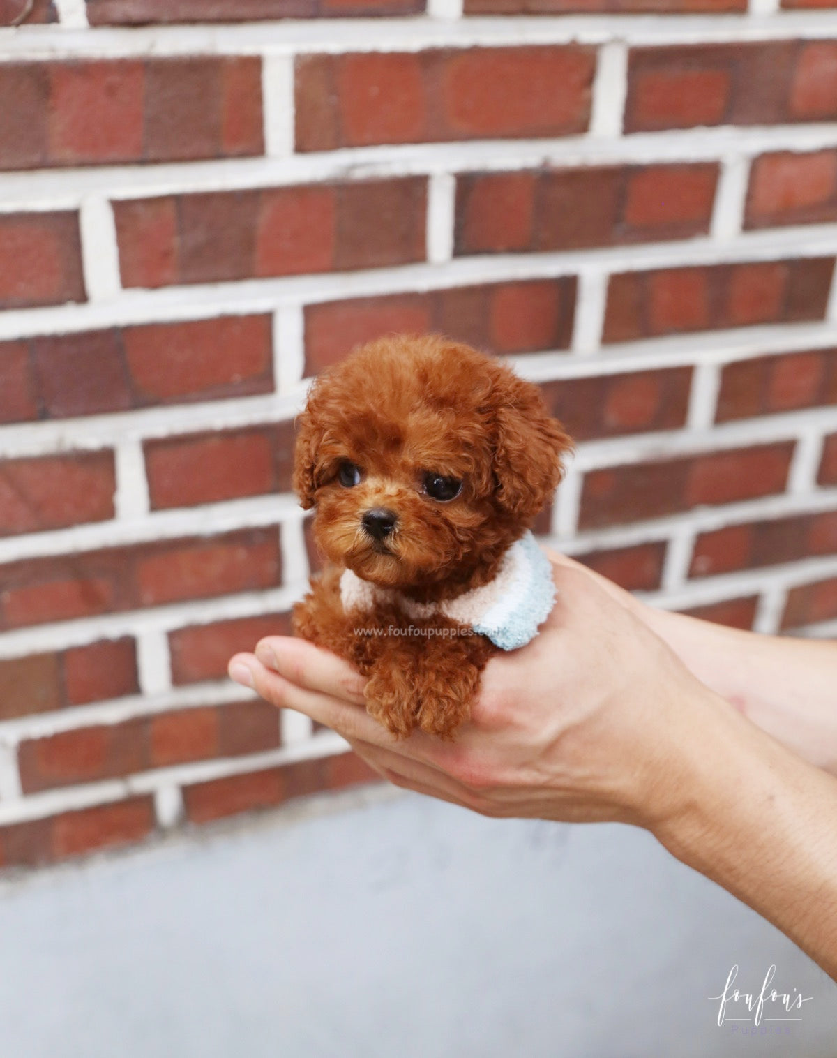 Arlo - Poodle M.