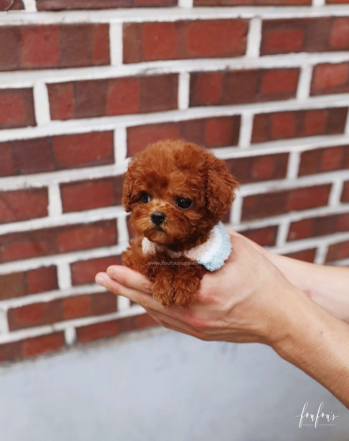 Arlo - Poodle M.