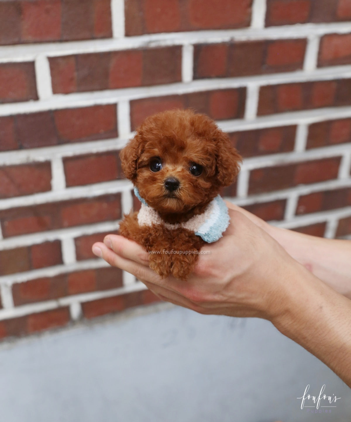 Arlo - Poodle M.