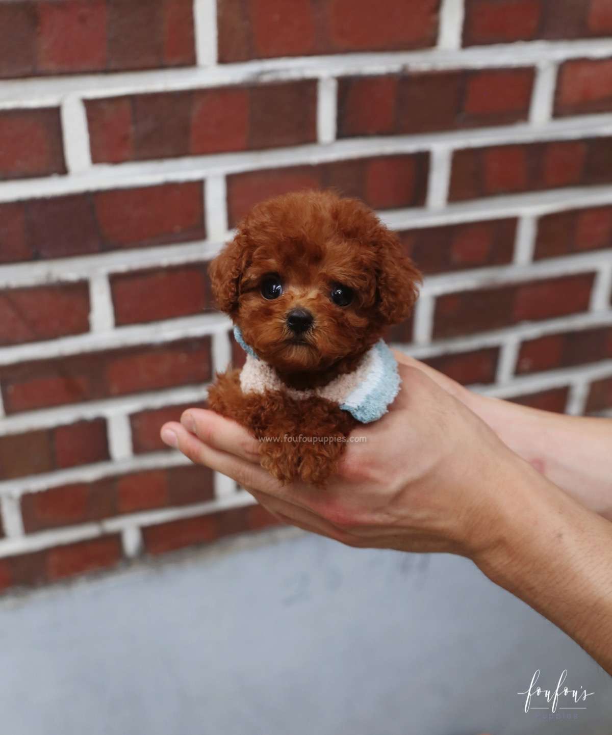 Arlo - Poodle M.