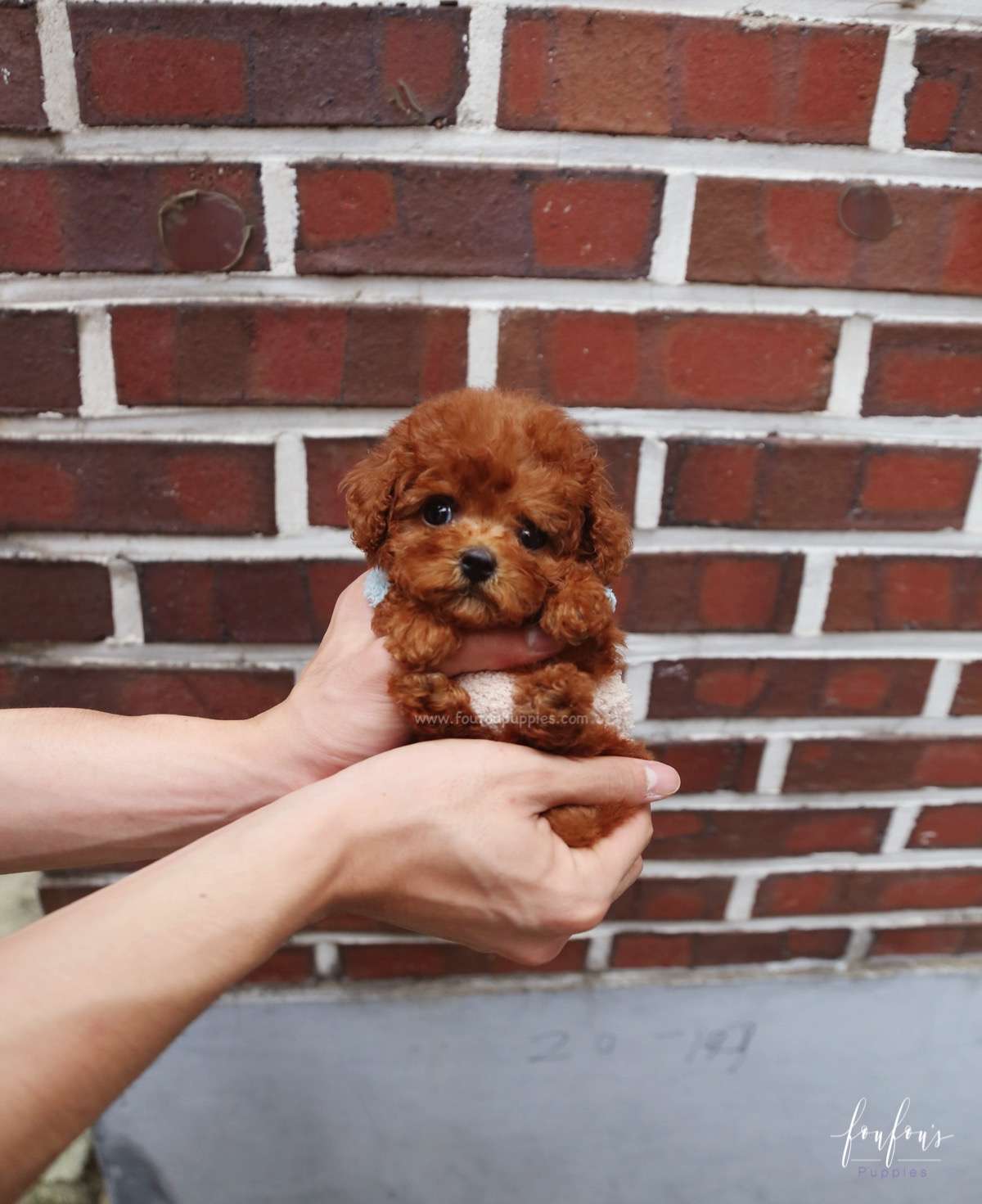 Arlo - Poodle M.