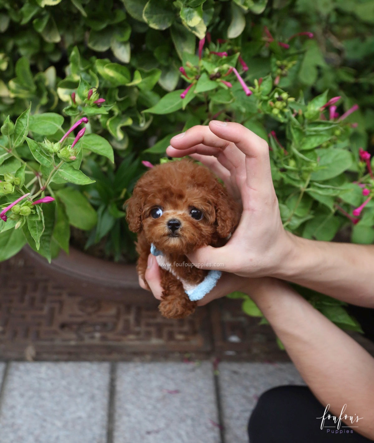Arlo - Poodle M.