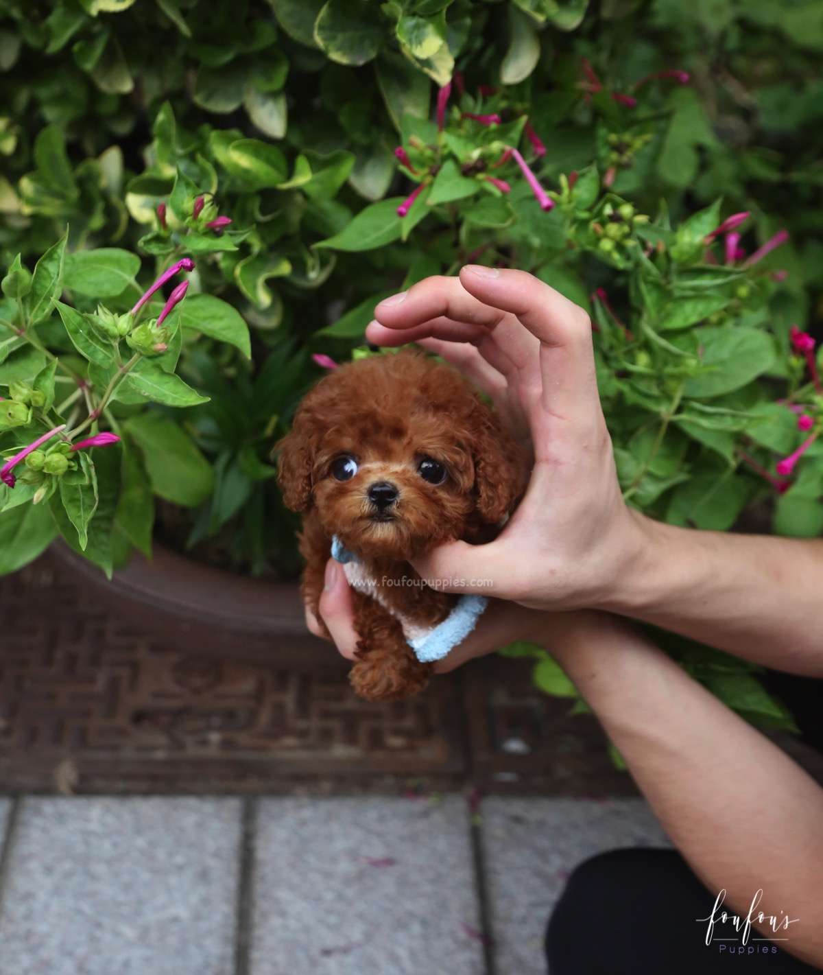 Arlo - Poodle M.