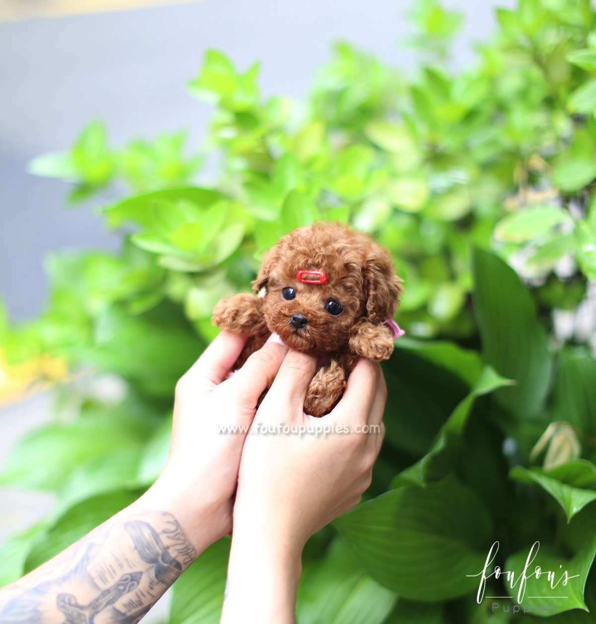 Valentina - Poodle F.