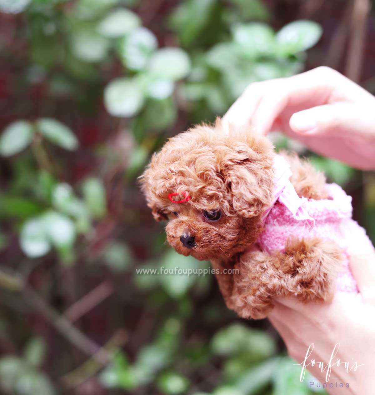 Valentina - Poodle F.
