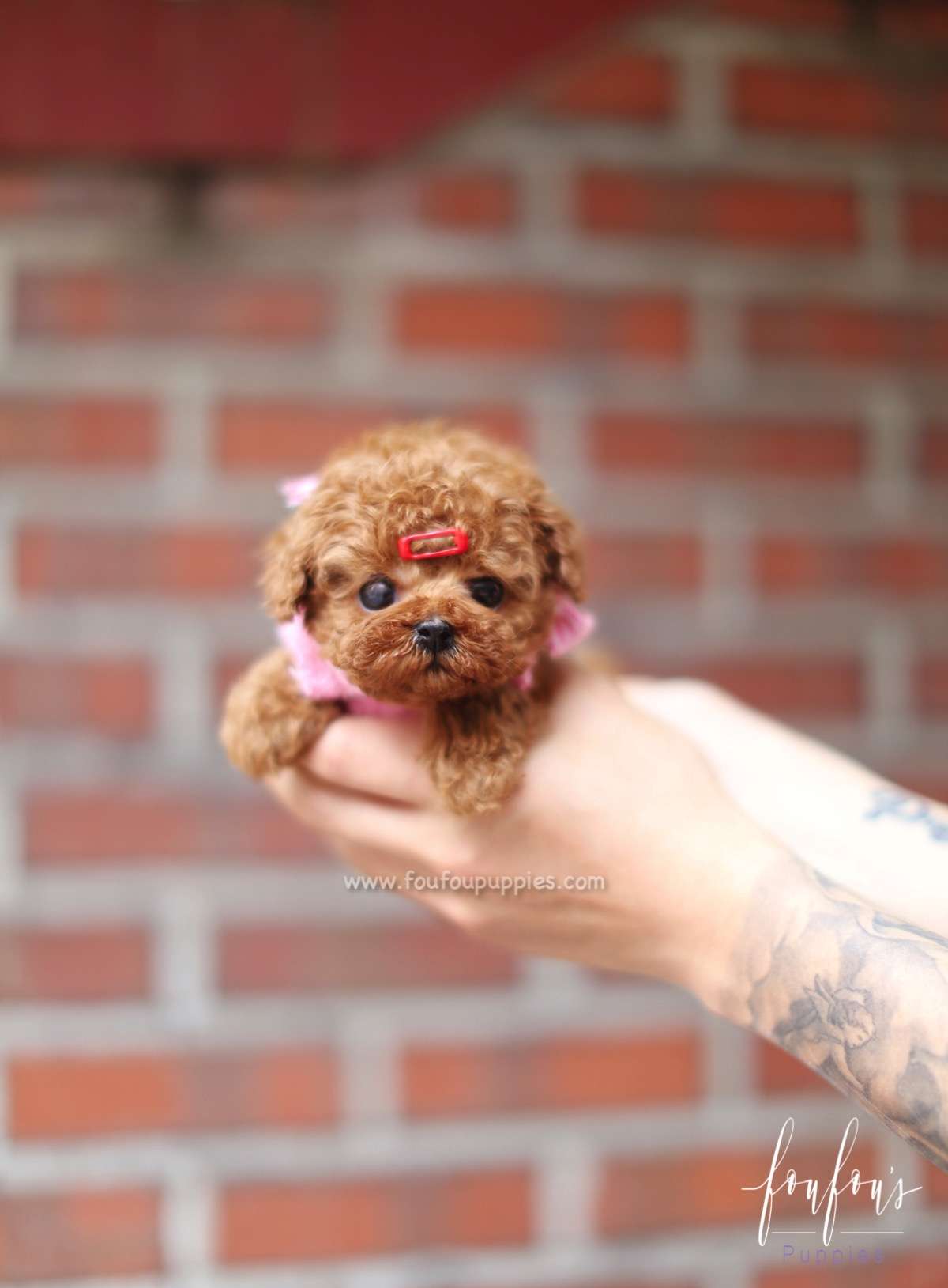 Valentina - Poodle F.