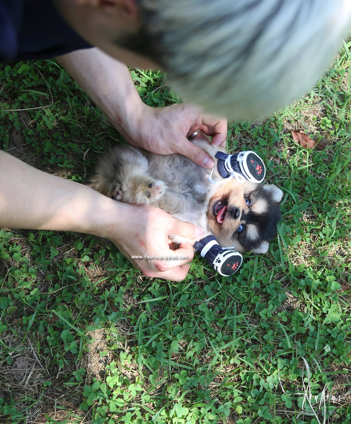 Dallas - Pomsky M.