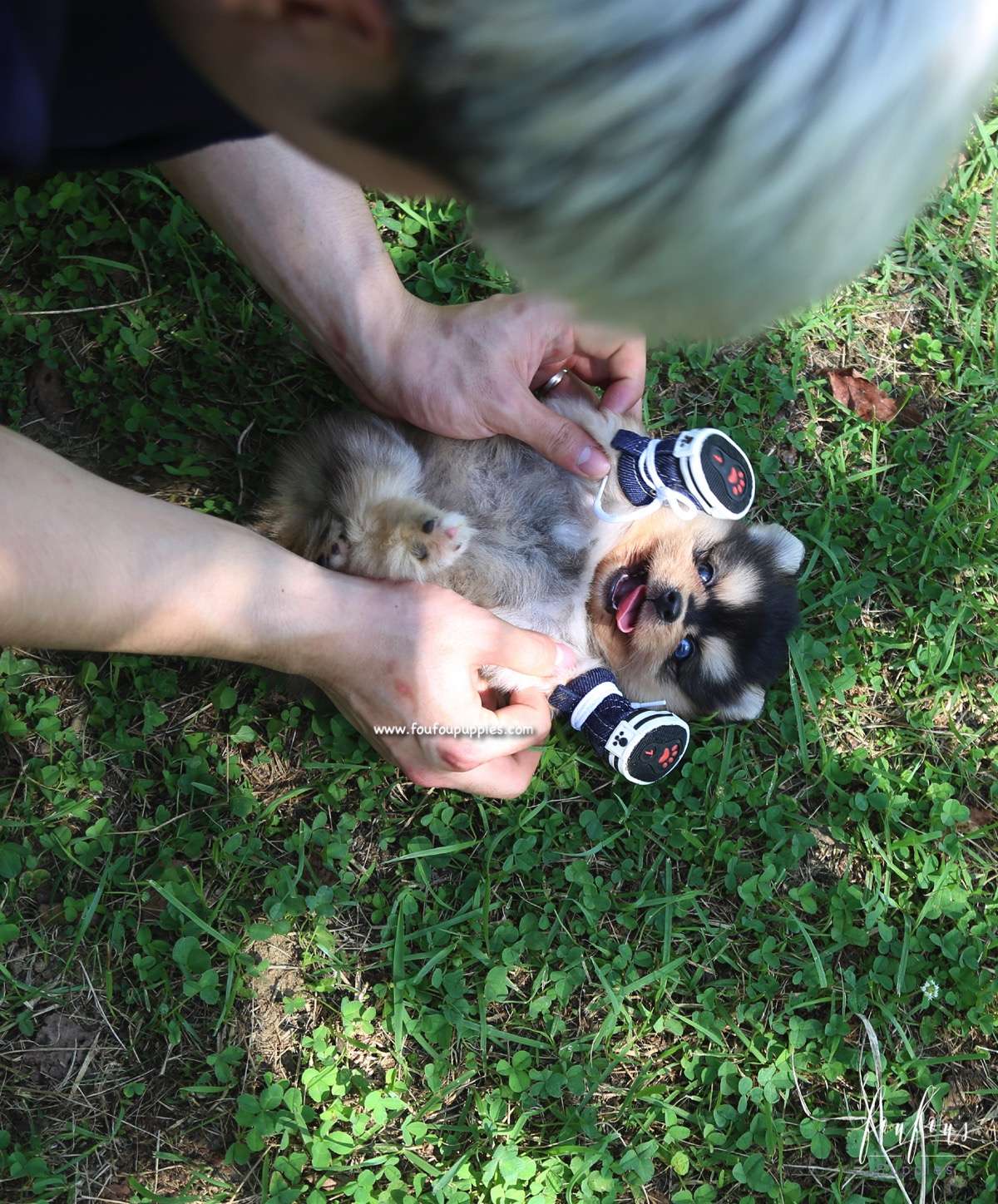 Dallas - Pomsky M.