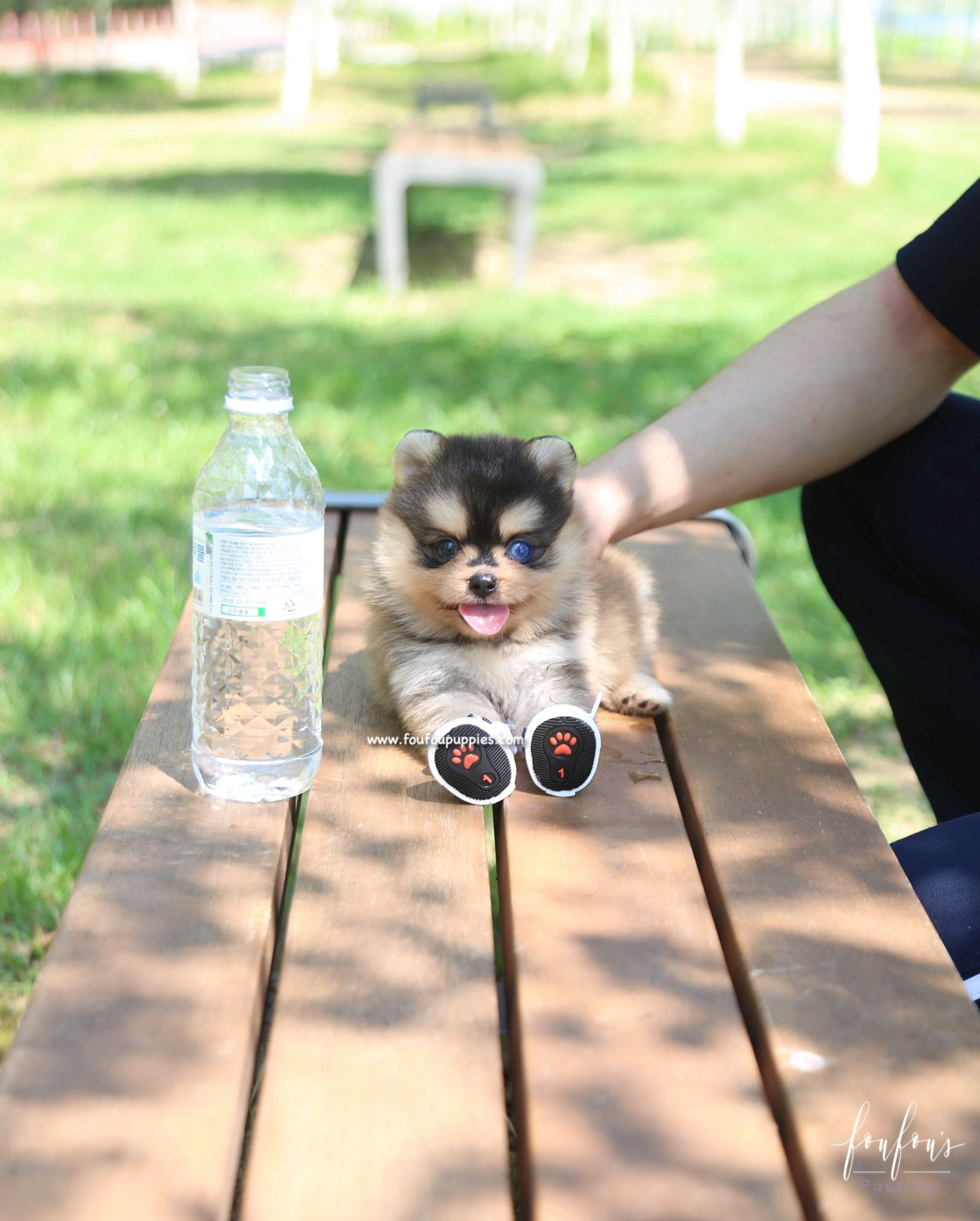Dallas - Pomsky M.